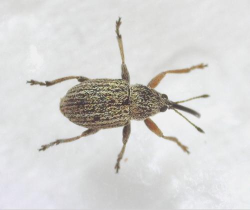 Réf. 338 050 : Exapion sp.
